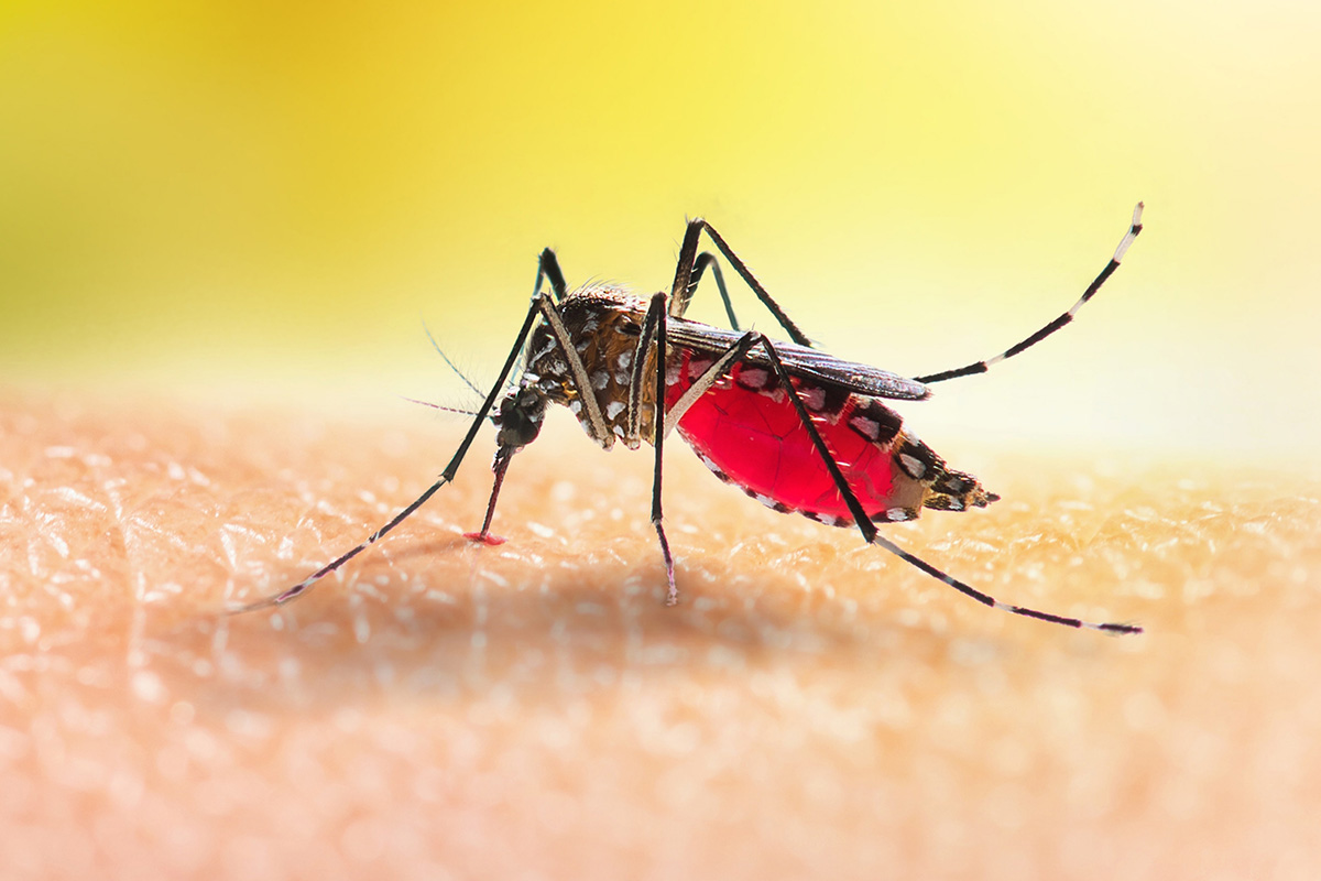 Myg suger blod i huden