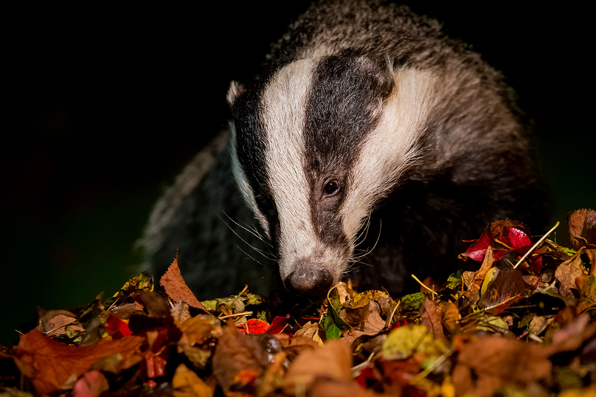 Grævling skadedyr i haven