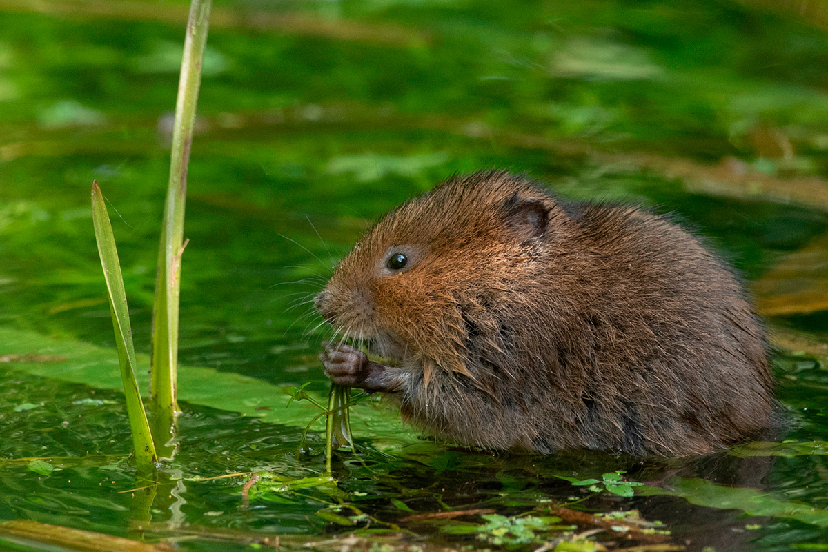 Mosegris skadedyr i haven