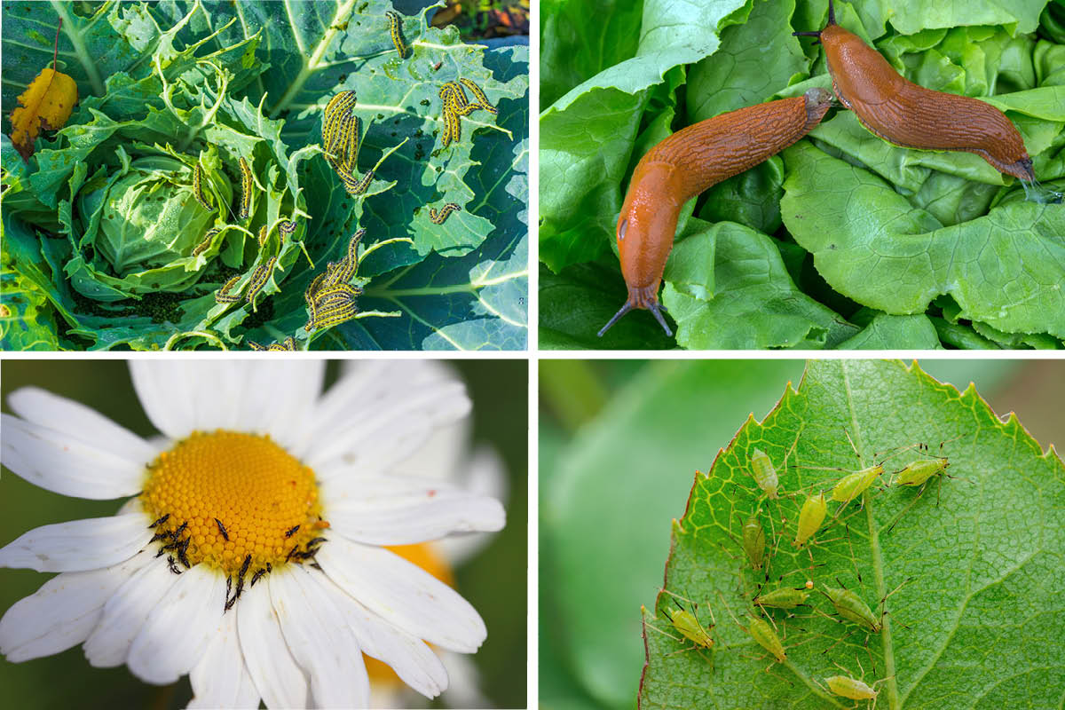 Slik bekjemper du skadedyr i planter