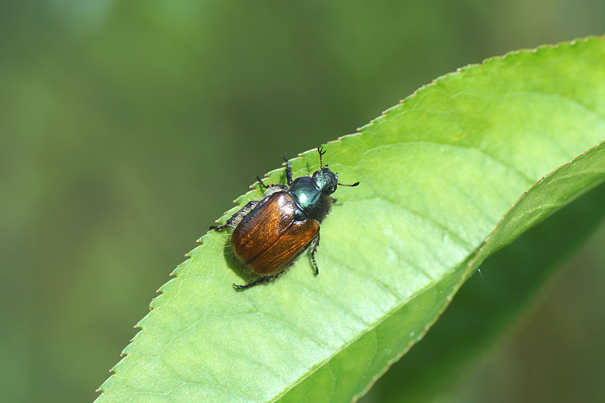 Gåsebiller skadedyr i planter