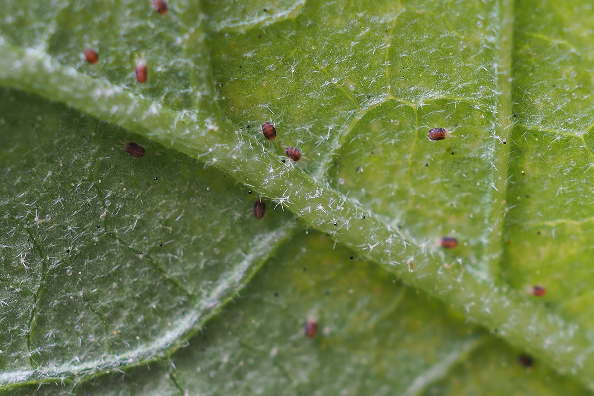 Spindemider skadedyr i planter