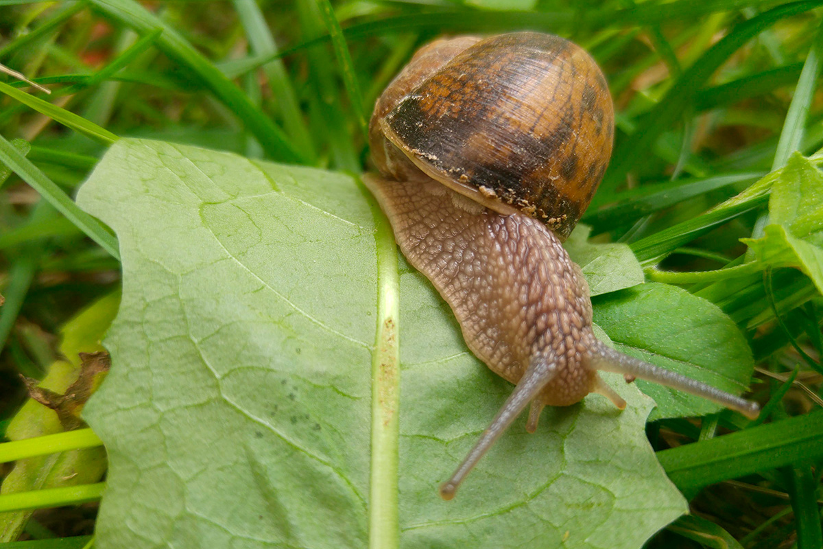 Plettet voldsnegl skadedyr i haven