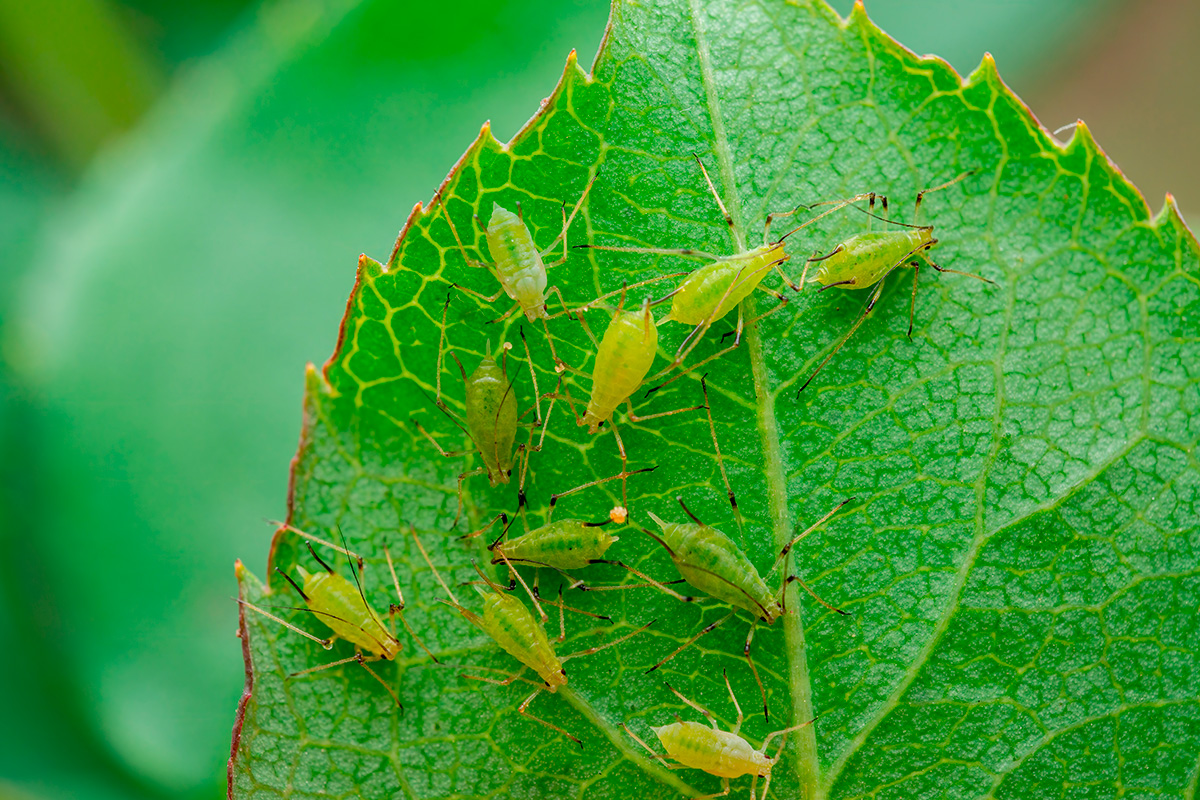 Bladlus skadedyr i haven