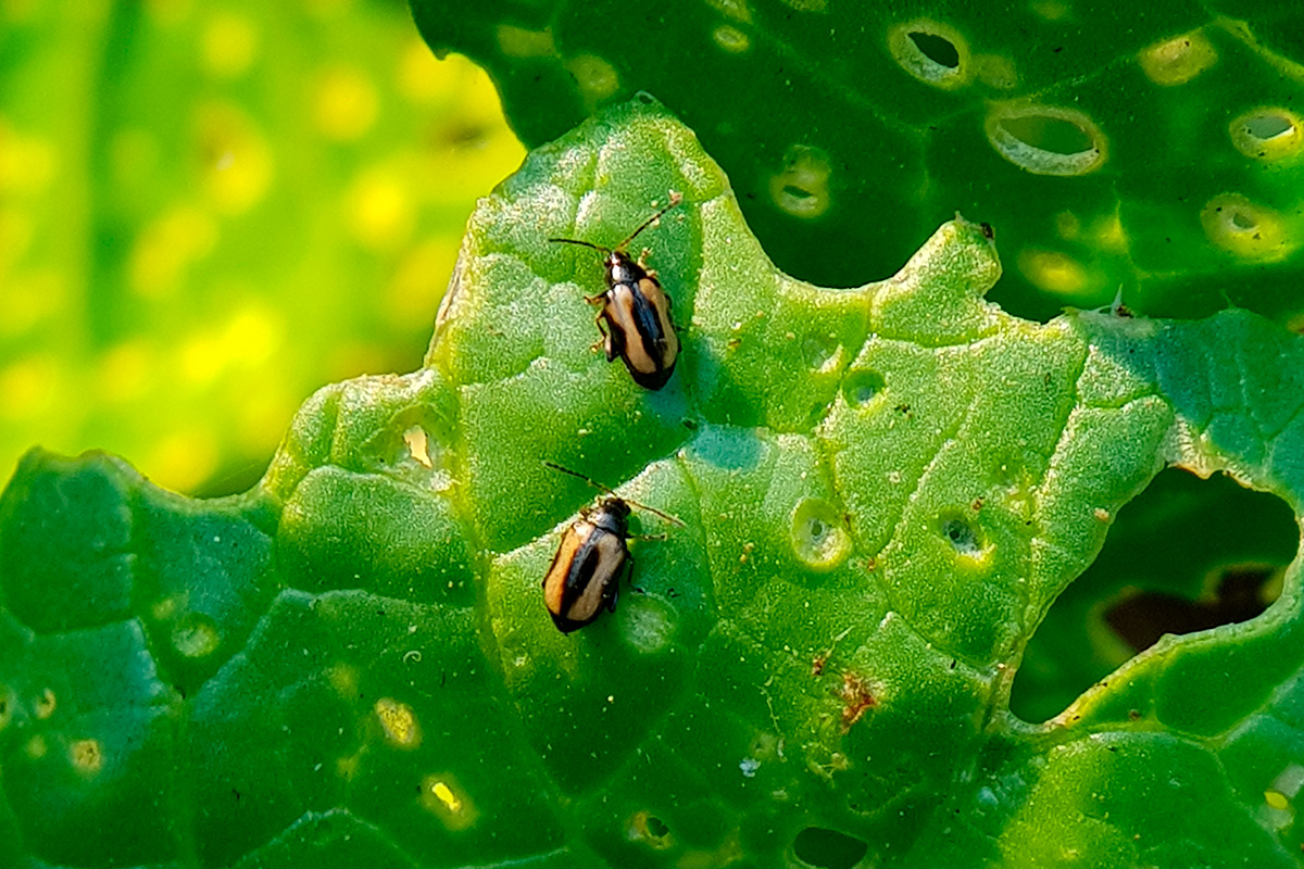 Jordlopper skadedyr i haven