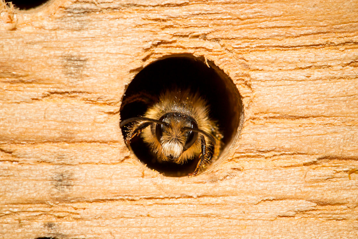 Murbier i mykt treverk