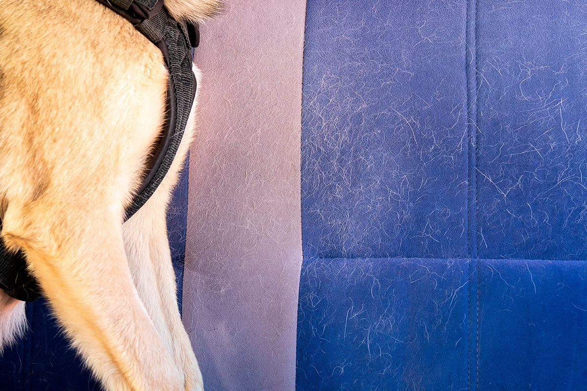Sådan fjerner du hundehår i bilen