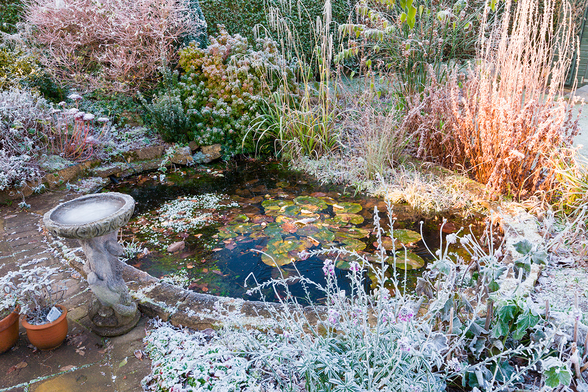 Trädgården i januari: Frost i trädgårdsdammen