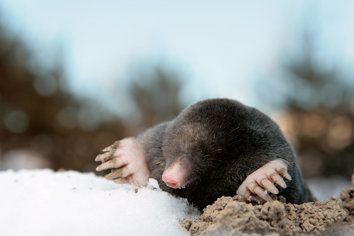 Trädgården i januari: Mullvad