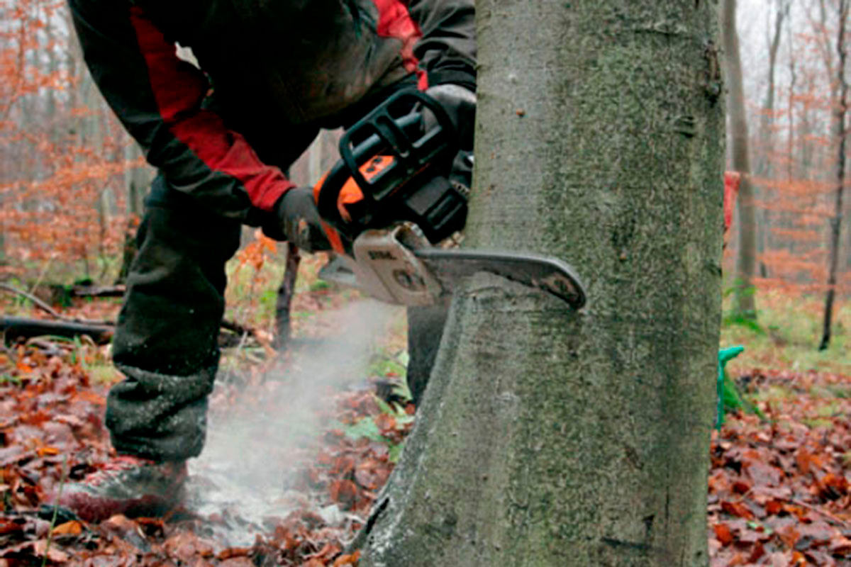 Puiden kaataminen talvella