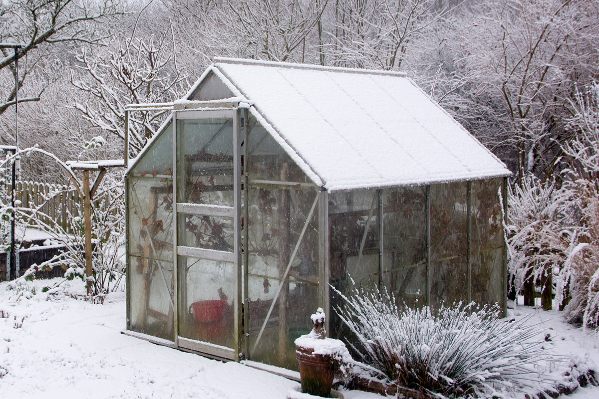 Trädgård i januari: Förgro från som ska kallsås