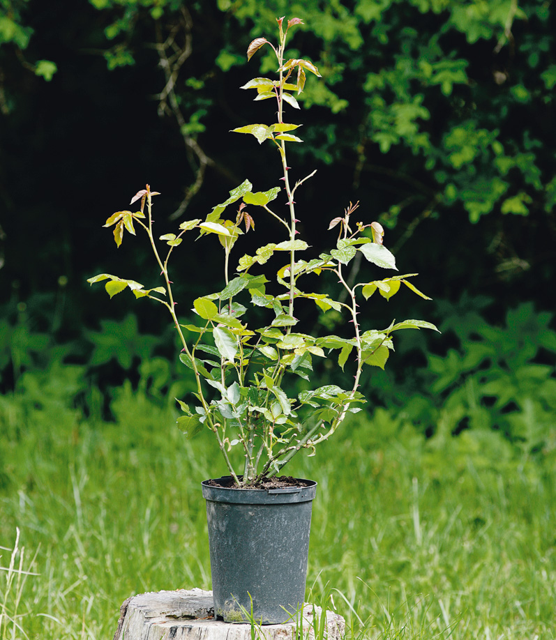 Puiden istuttaminen: Ruukussa kasvatetut taimet