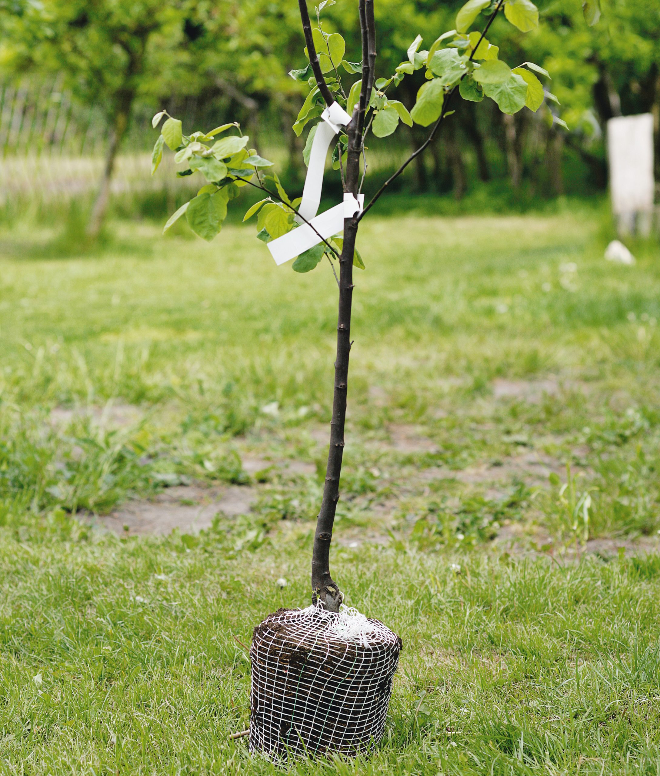 Puiden istuttaminen: Paakkutaimet