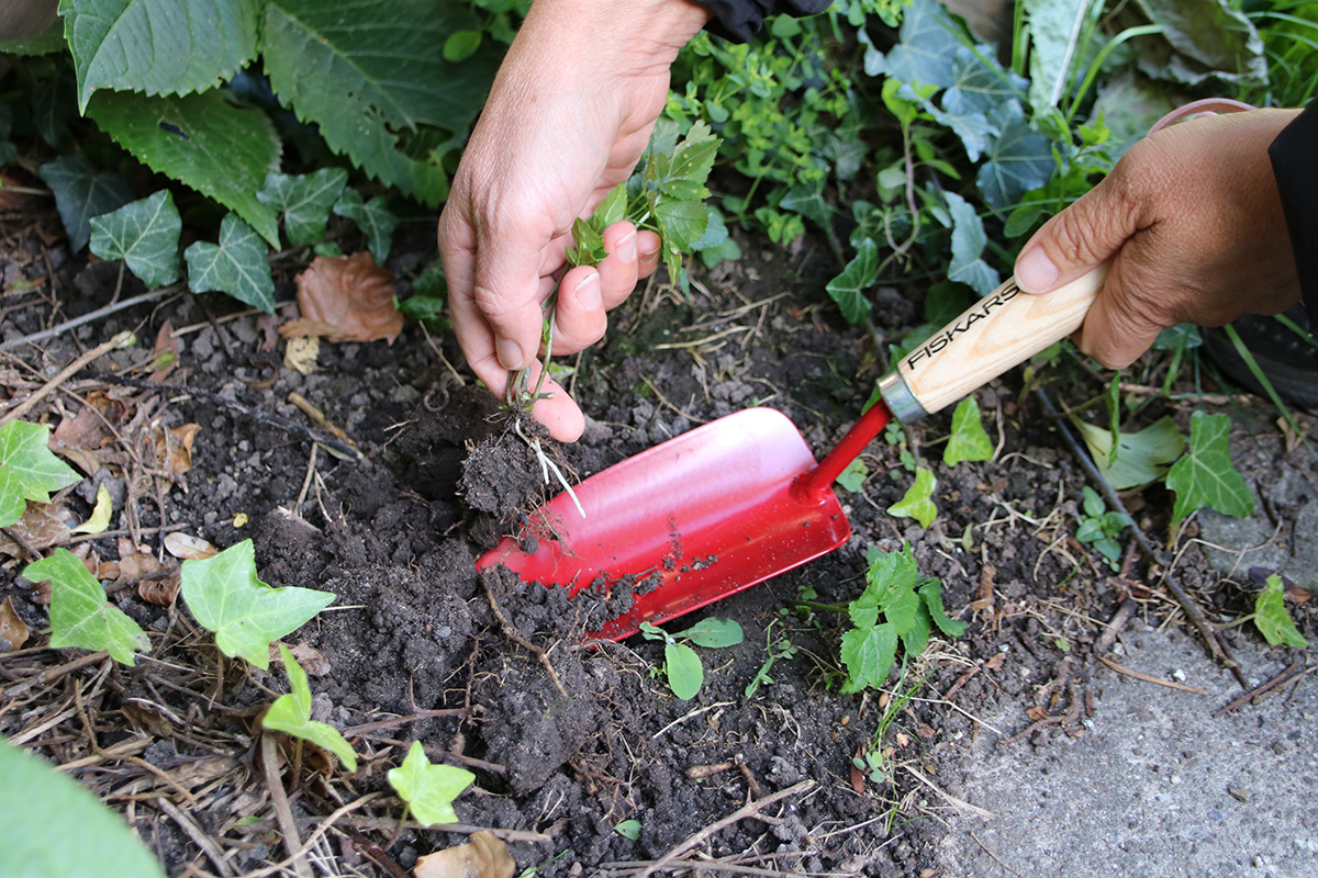 Hvordan fjerne skvallerkål