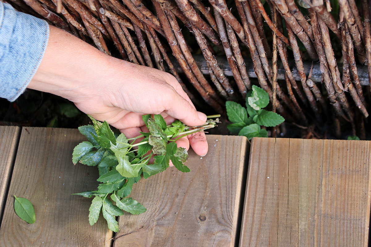 Skvallerkål bekjempelse