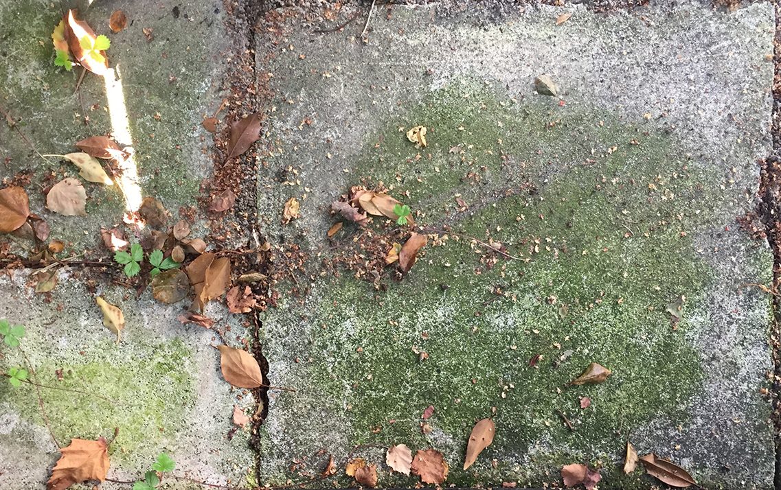 Vaske belegningsstein: Alger