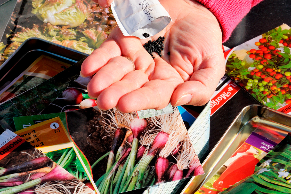 Siemenet esikasvatukseen