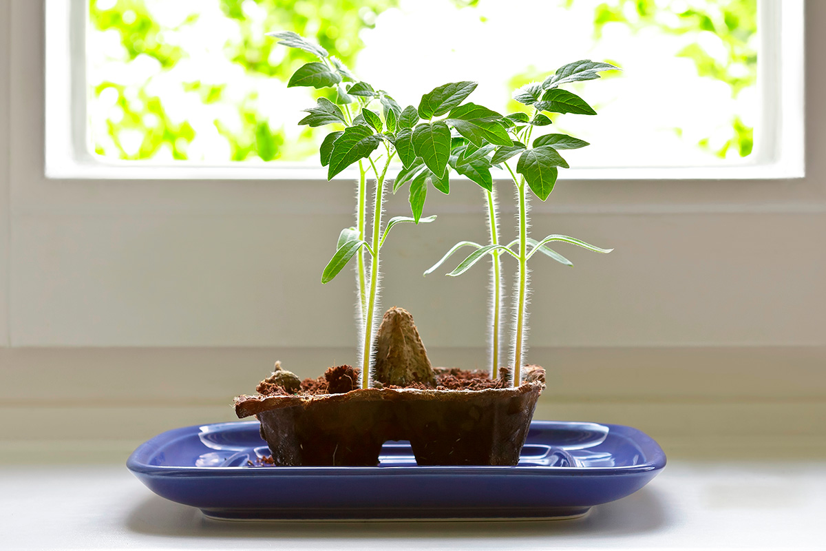 Esikasvatus ikkunalaudalla