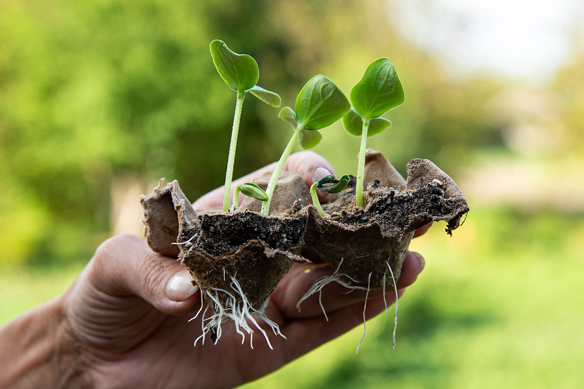 Kuitulaatikot tai munakennot esikasvatukseen