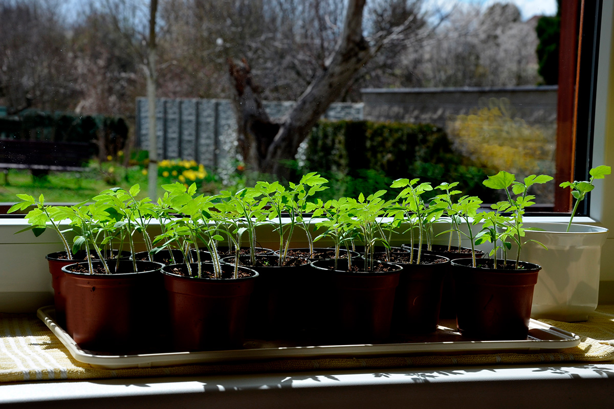 Lannoita kasvit istutusta varten