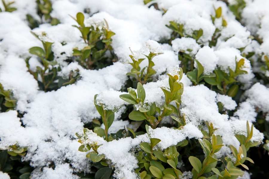 Rydde snø i hagen i februar