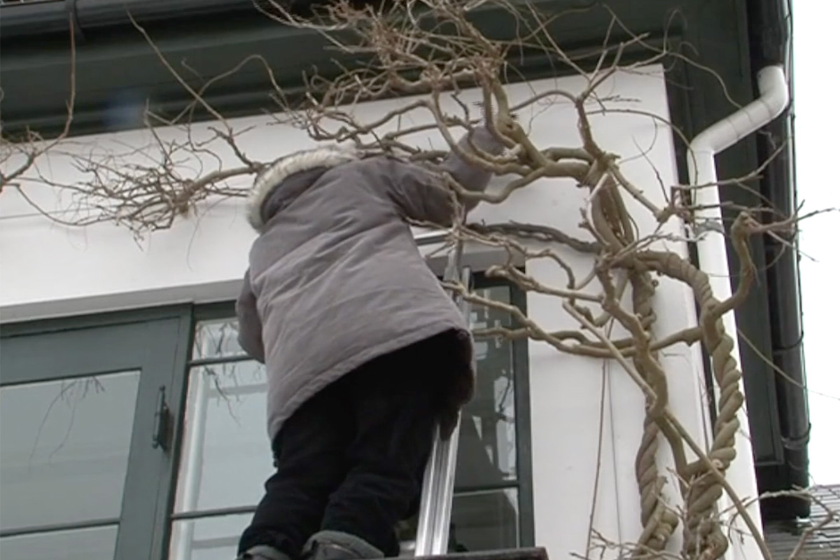 Hagen i februar: Beskjæring av blåregn