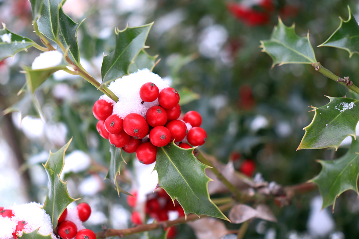 Leikkaa pihalta koristeita sisälle