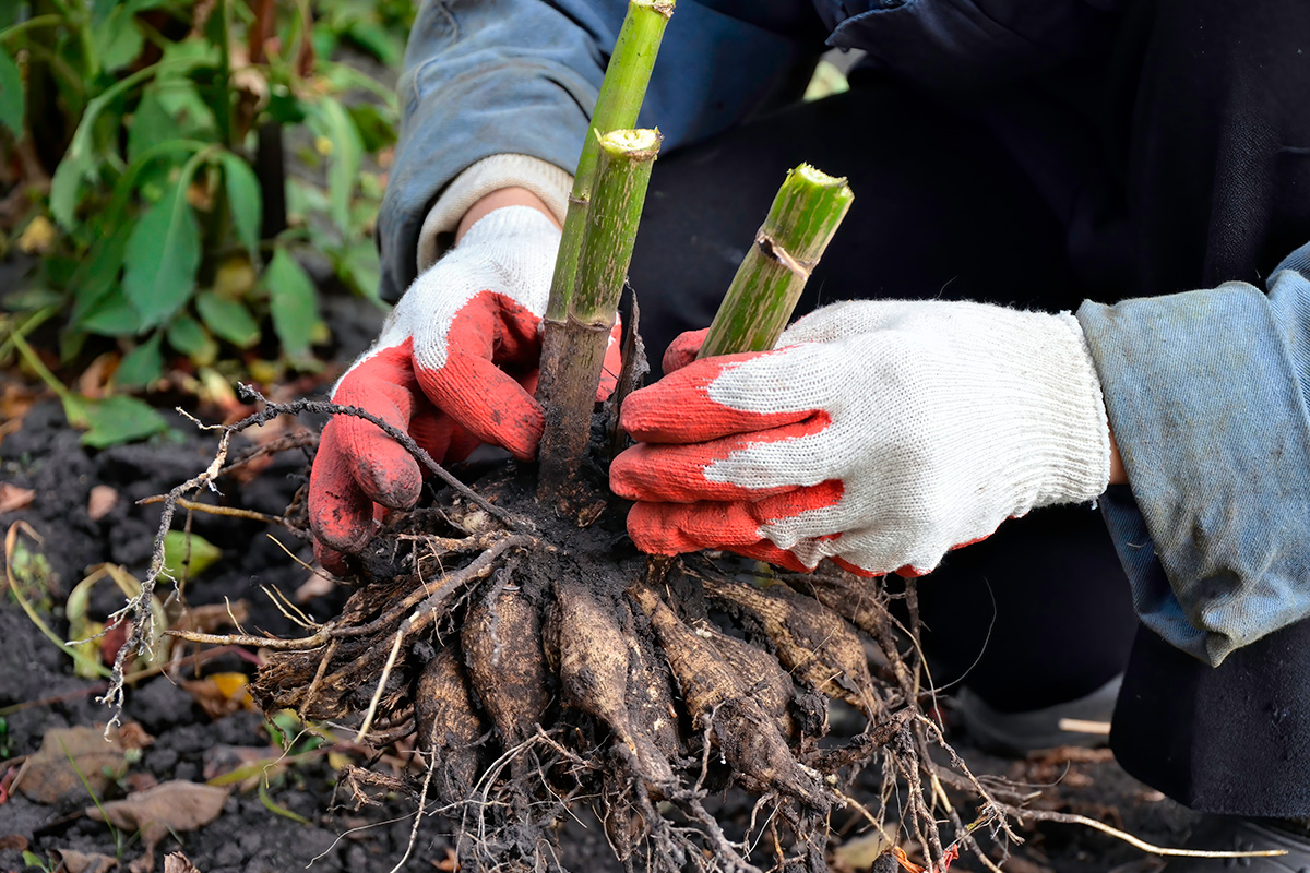 Jaa ja siirrä perennoja talvella
