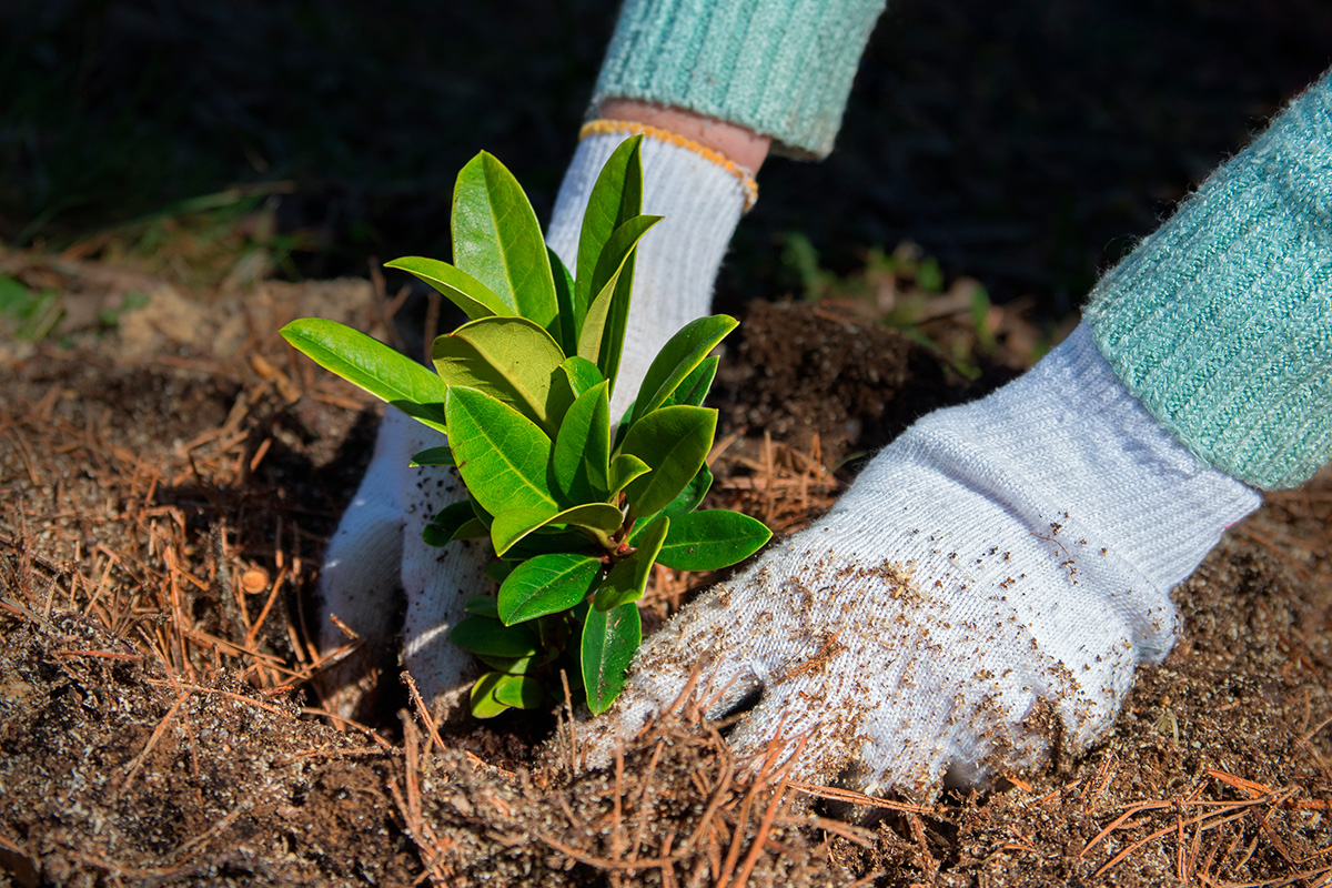 Plantering av rhododendron i trädgården