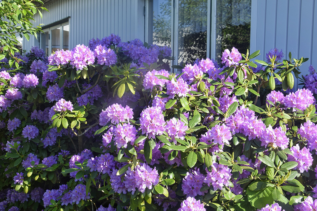 Rabatt med rhododendron