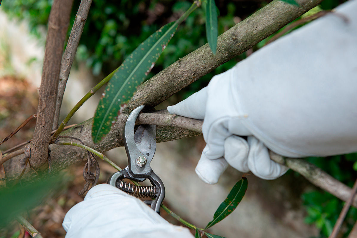 Klippa ner rhododendron