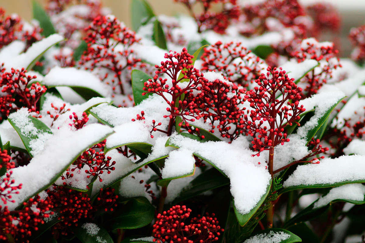 Skimmia: Planter til krukker efterår og vinter
