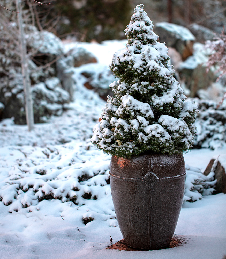 Vinterplanter: Træ i krukke