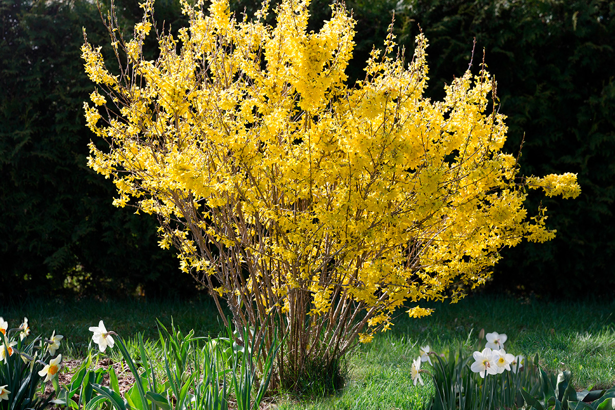Hardføre blomstrende busker: Forsythia