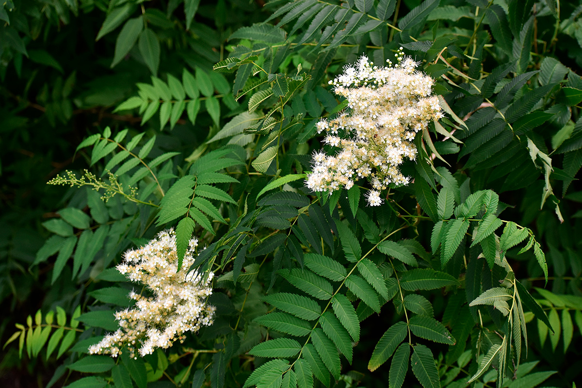 Hardføre blomstrende busker: Rognspirea