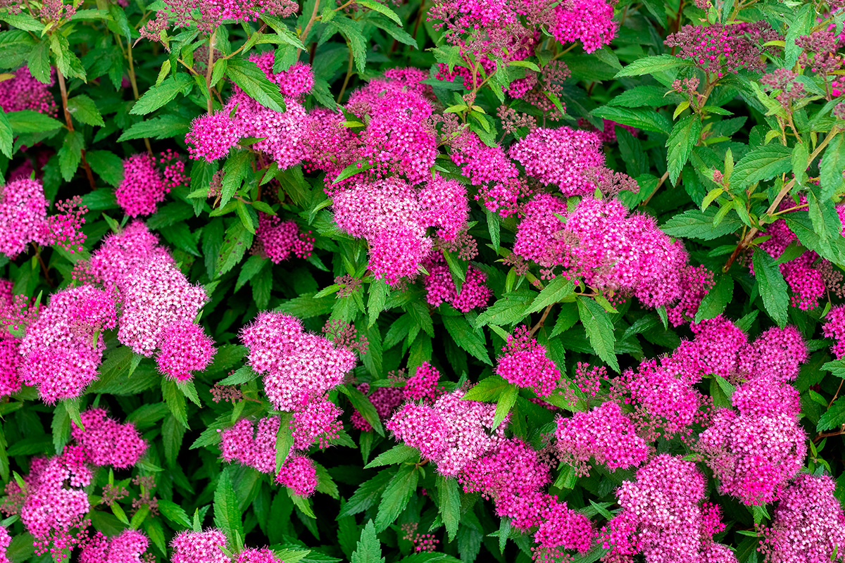 Kestävä kukkivat kukat: Japaninangervo