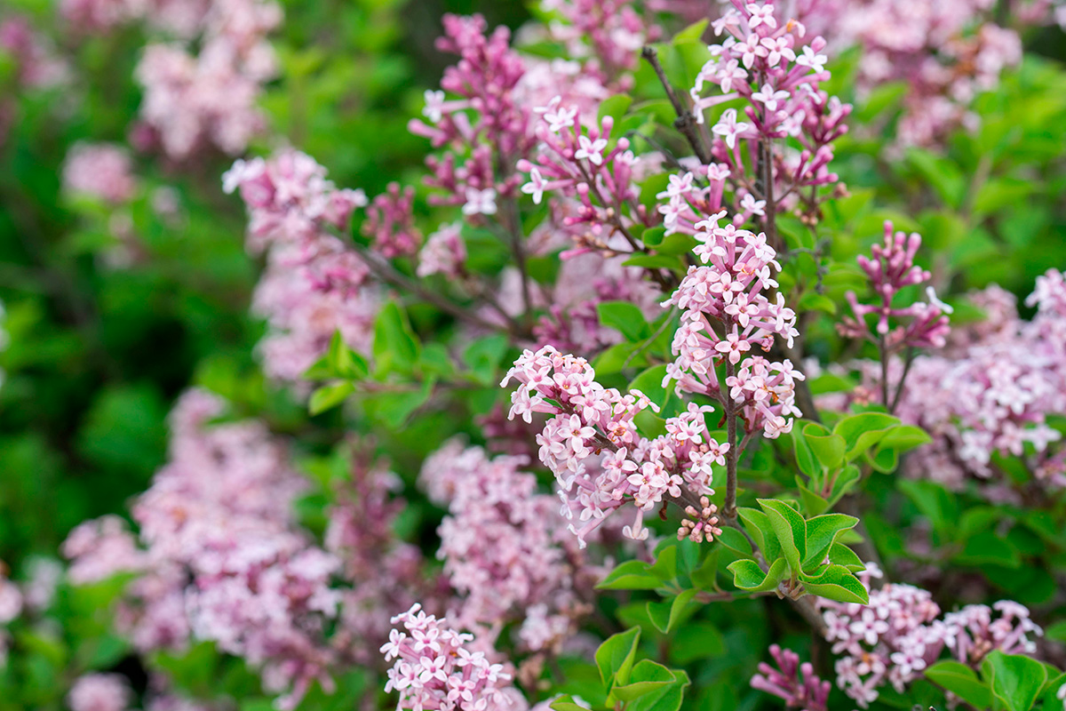 Hardføre blomstrende busker: Ungarsk syrin