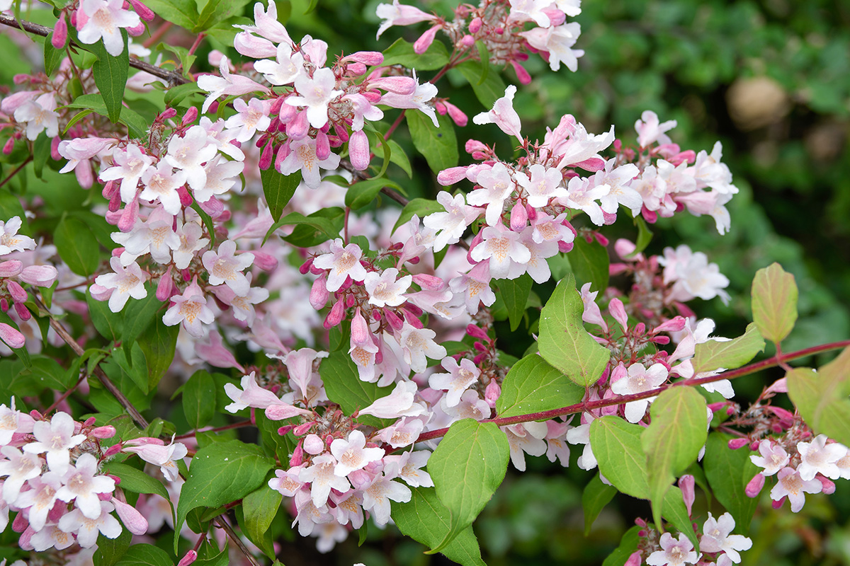 Hardføre blomstrende busker: Fagerbusk