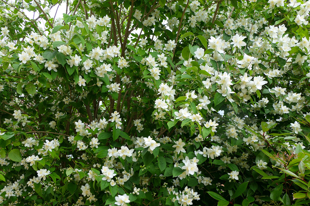 Hardføre blomstrende busker: Skjærsmin