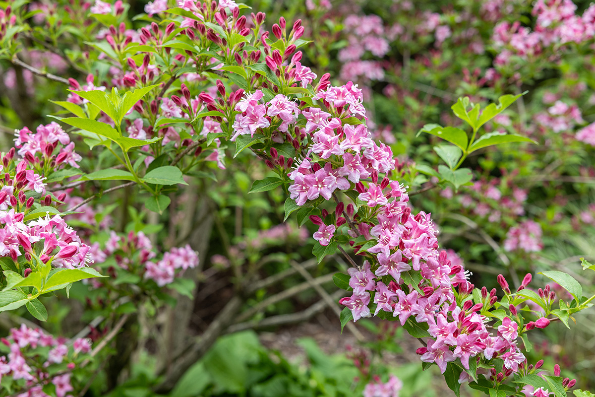 Hardføre blomstrende busker: Japanspiraea