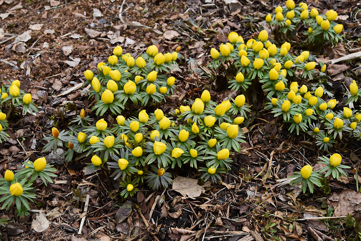Vårblommor: Vintergäck