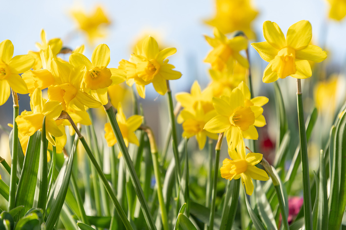 Gula vårblommor: Påsklilja