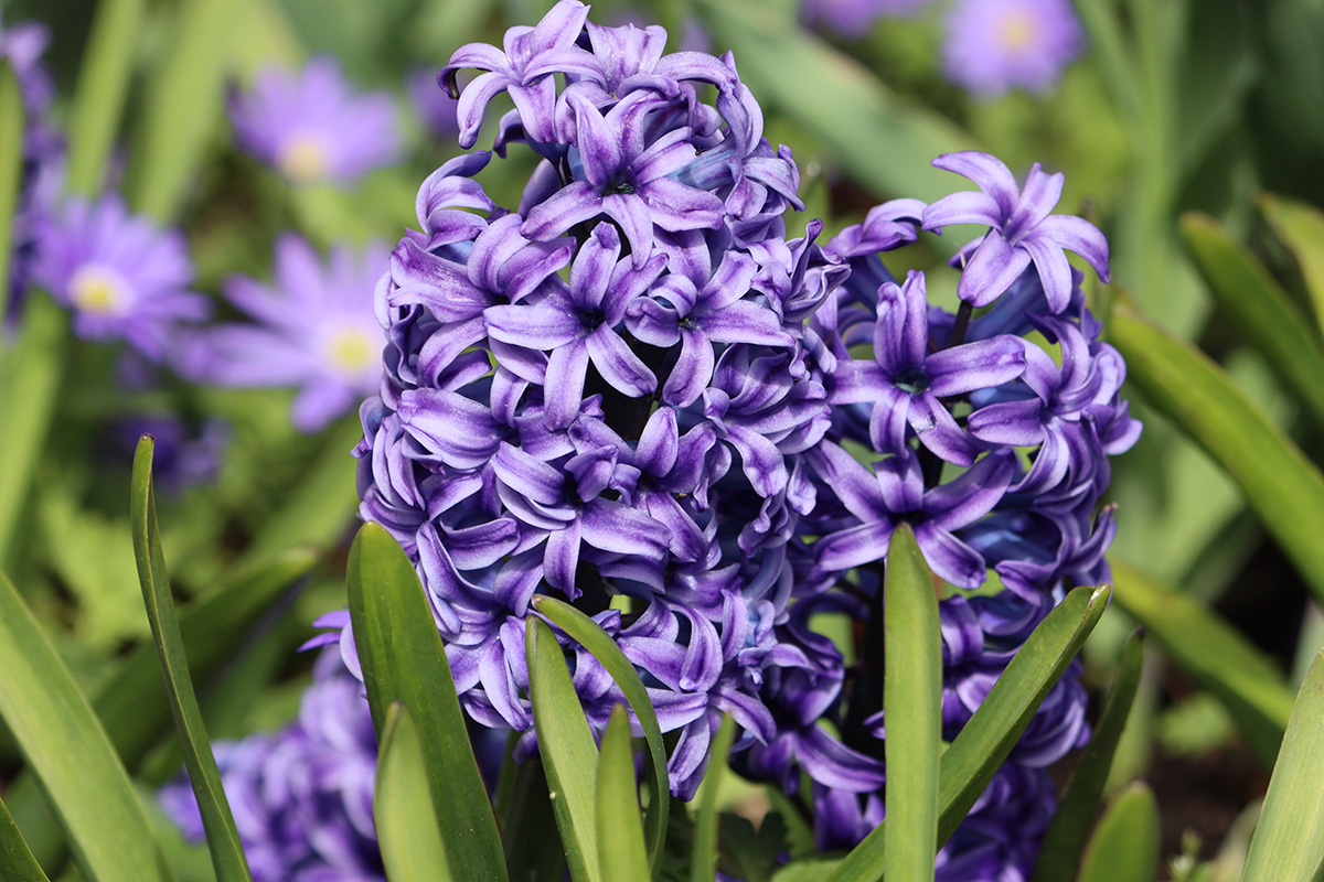 Lila vårblommor: Hyacinter