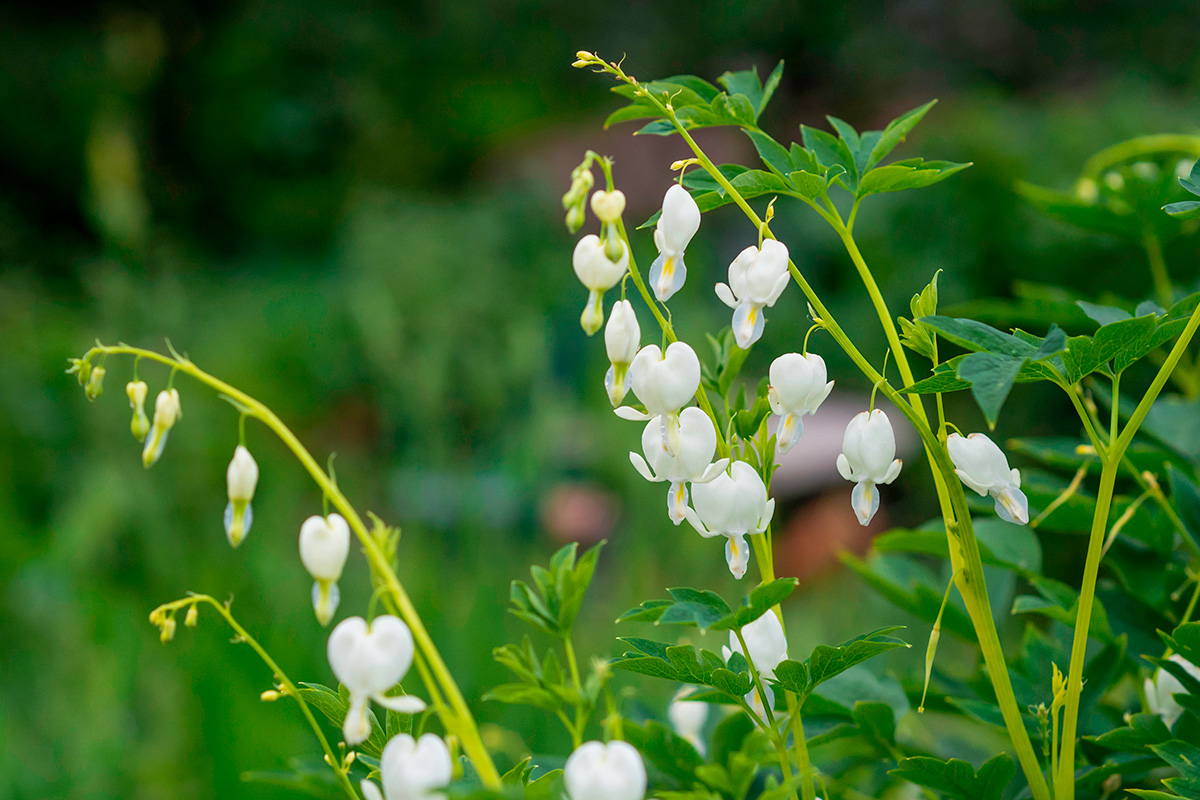 Vårblommor: Löjtnantshjärta