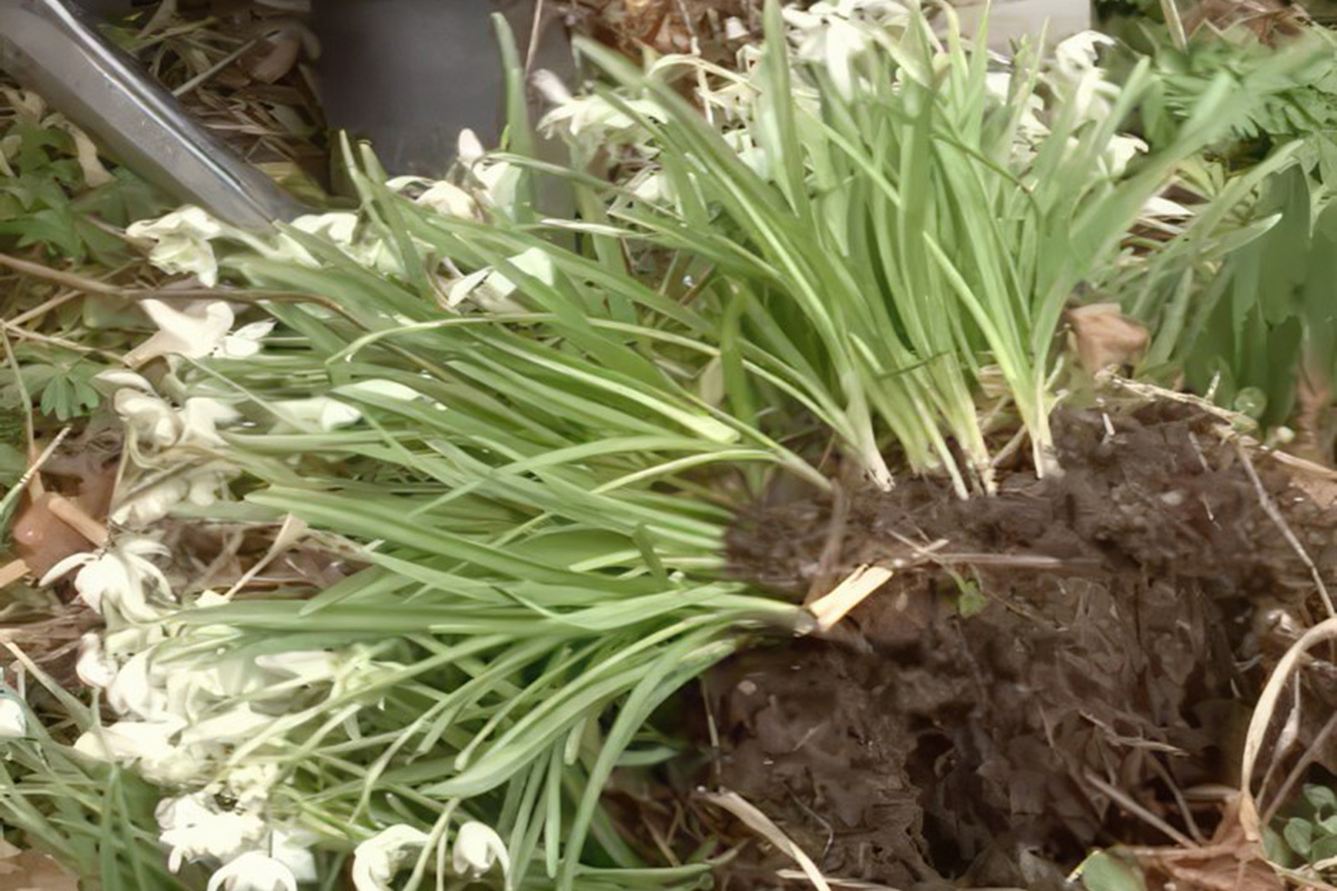 Vintergækker hvornår