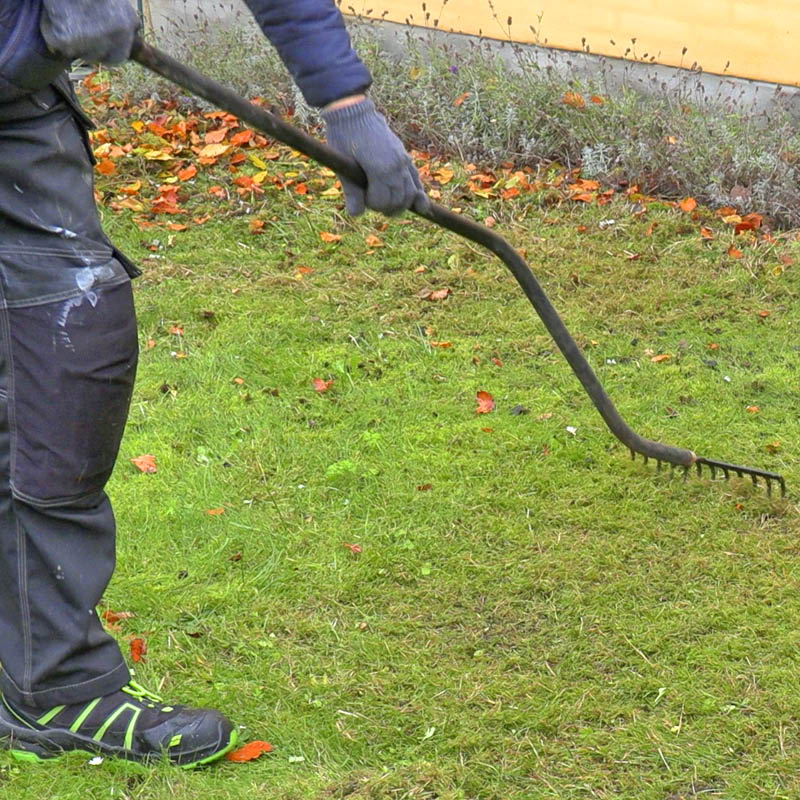 Mose i gressplenen: Det rakede området ser nakent ut
