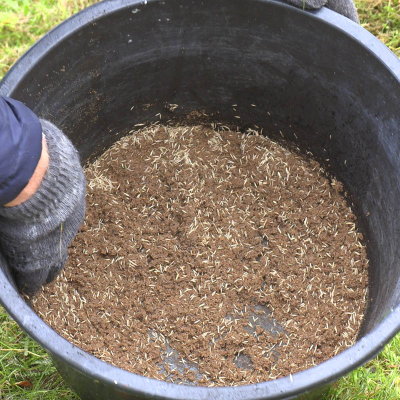 Mose i gressplenen: Bland gressfrøene med litt sand eller jord