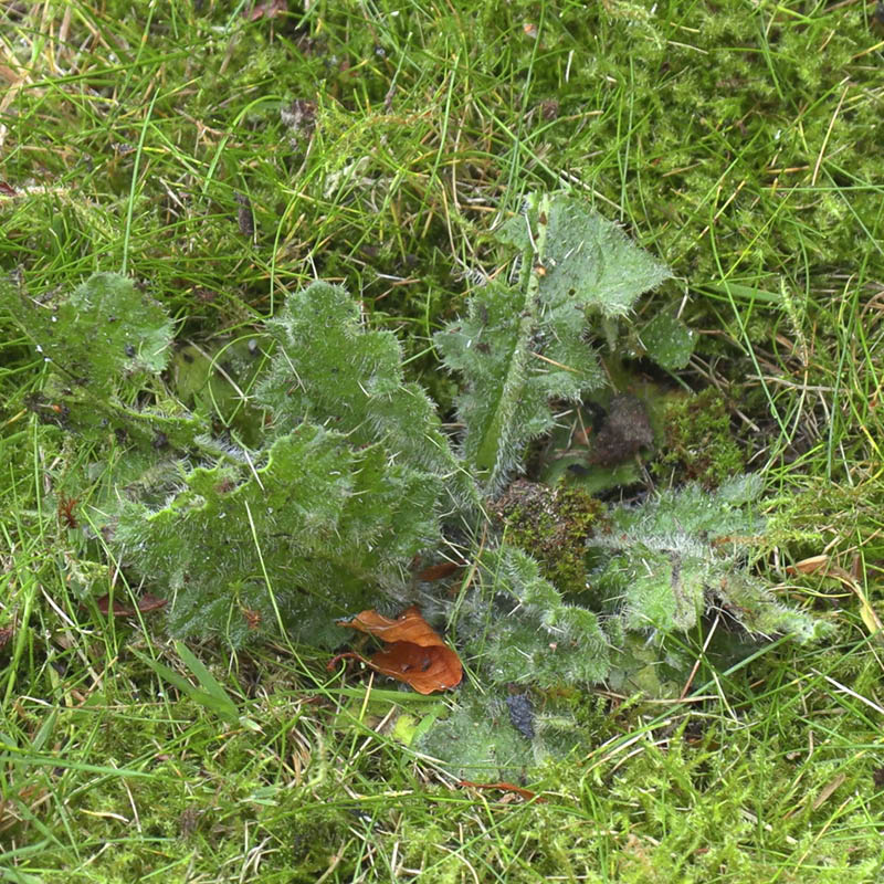 Tidsler i græsplæne: Tidsler vokser som ukrudt