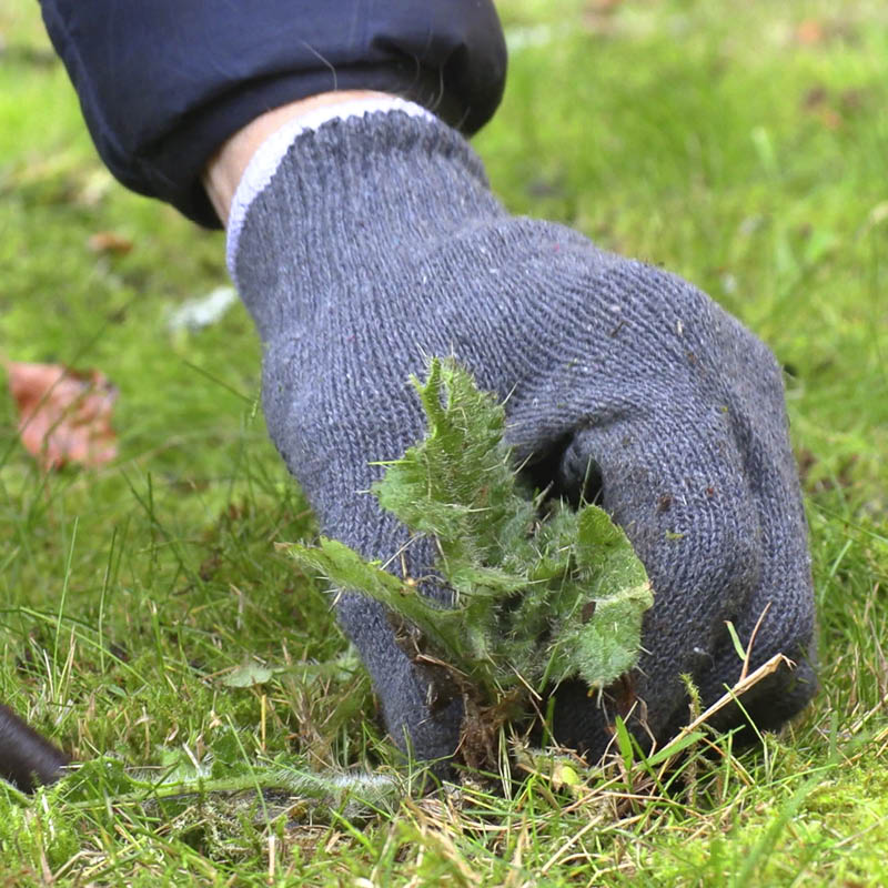 Tidsler i græsplænen: Hiv planten forsigtigt op