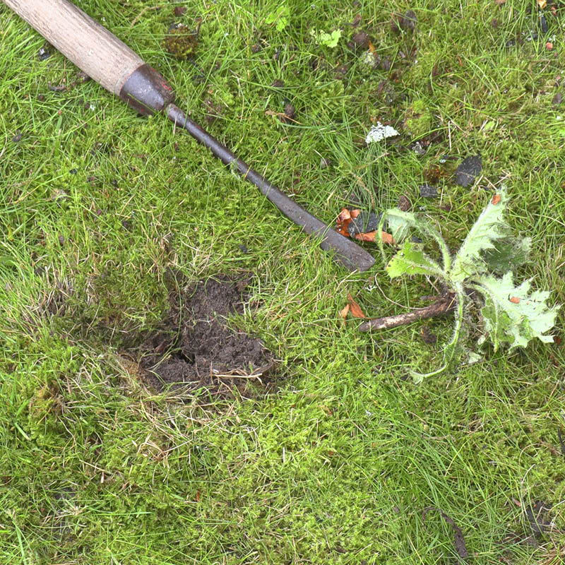 Tidsler i græsplænen: Smid planten ud